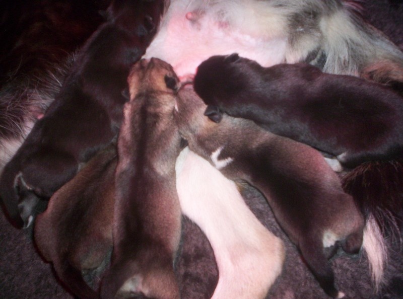 Cali - Siberian Husky - Portée née le 17/04/2013