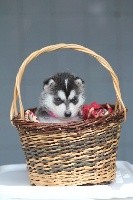 Cali - Siberian Husky - Portée née le 28/05/2019