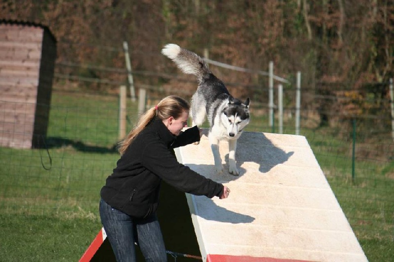 les huskies en agility
