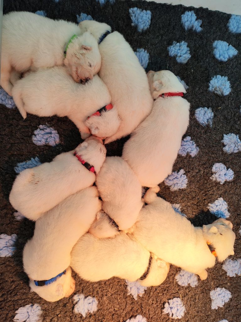 Cali - Samoyède - Portée née le 01/10/2025