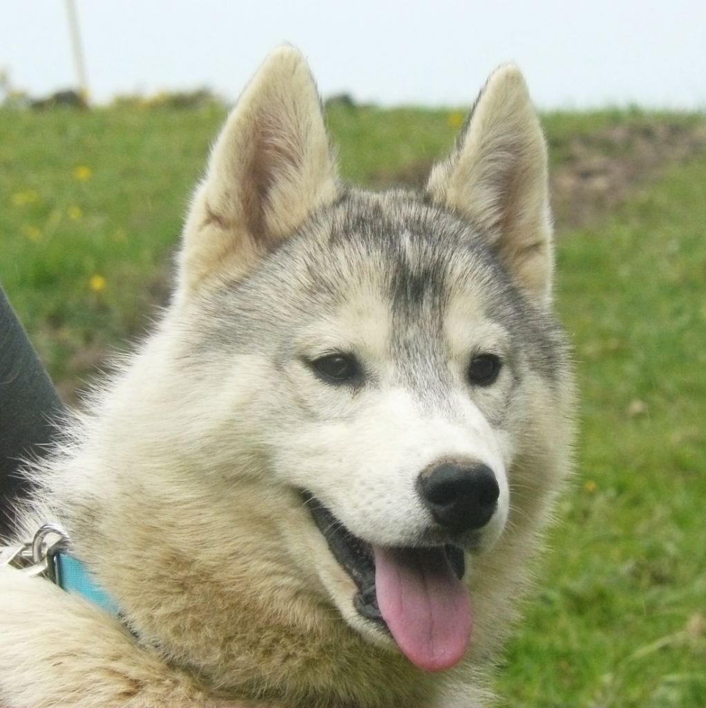 Cali - Chiots disponibles - Siberian Husky