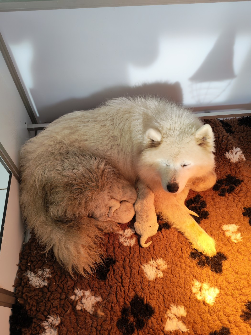 Cali - Samoyède - Portée née le 04/11/2025