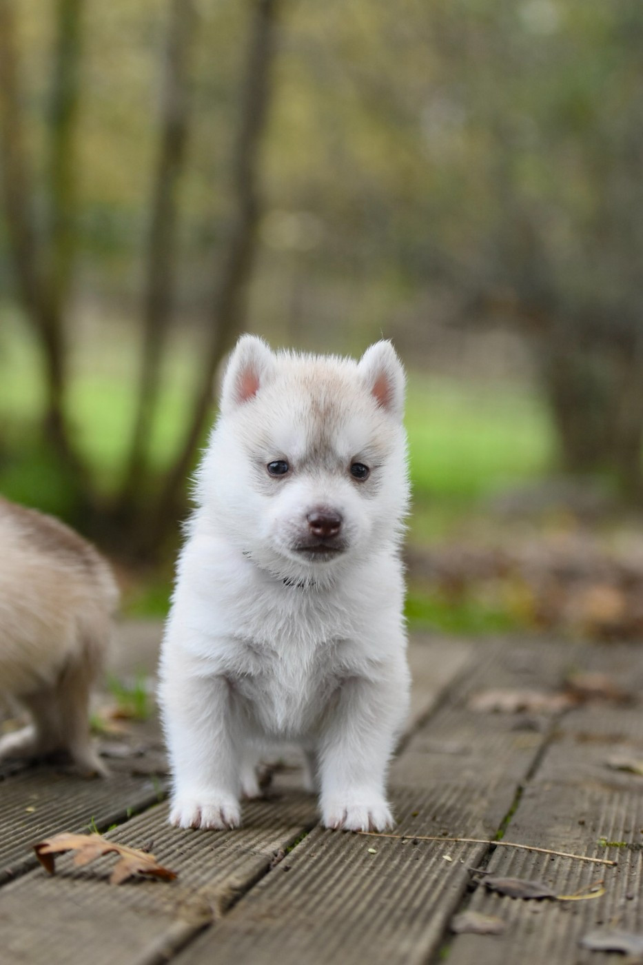 Cali - Chiots disponibles - Siberian Husky