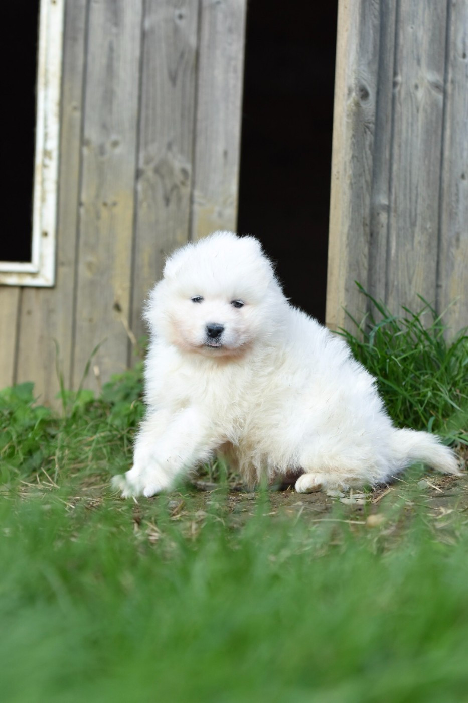 Cali - Chiots disponibles - Samoyède