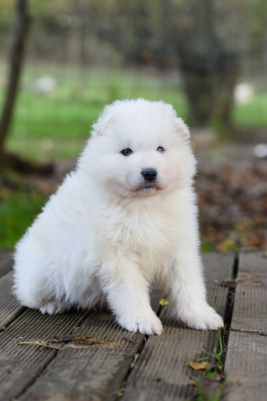 Cali - Chiots disponibles - Samoyède