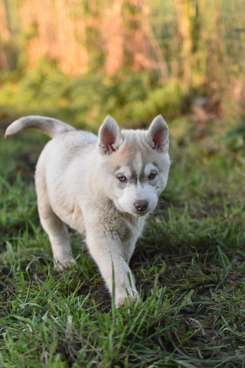 Cali - Chiots disponibles - Siberian Husky