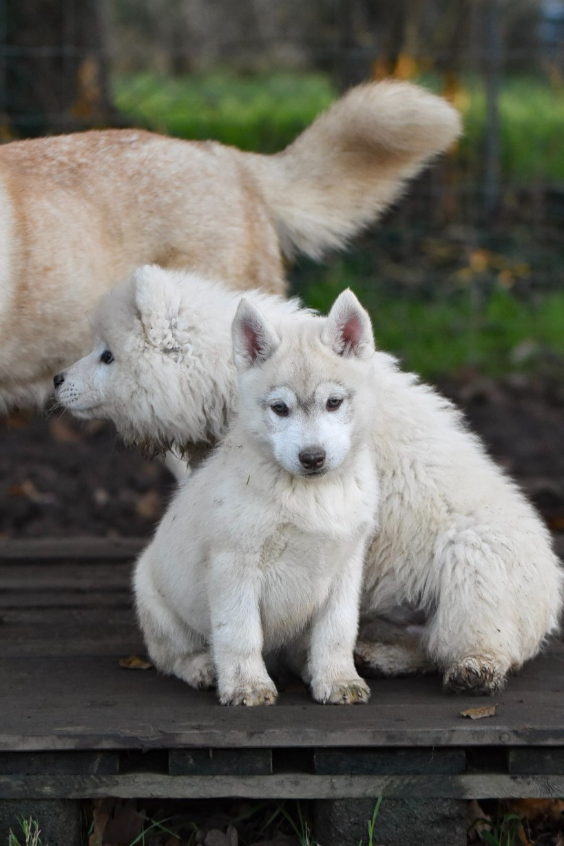 Cali - Chiots disponibles - Siberian Husky