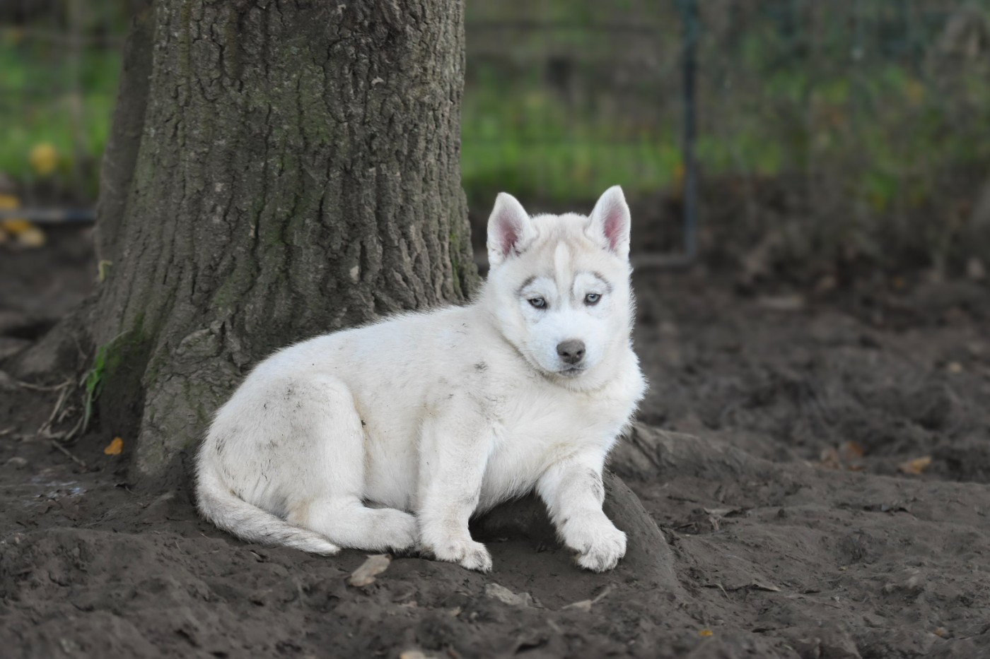 Cali - Chiots disponibles - Siberian Husky