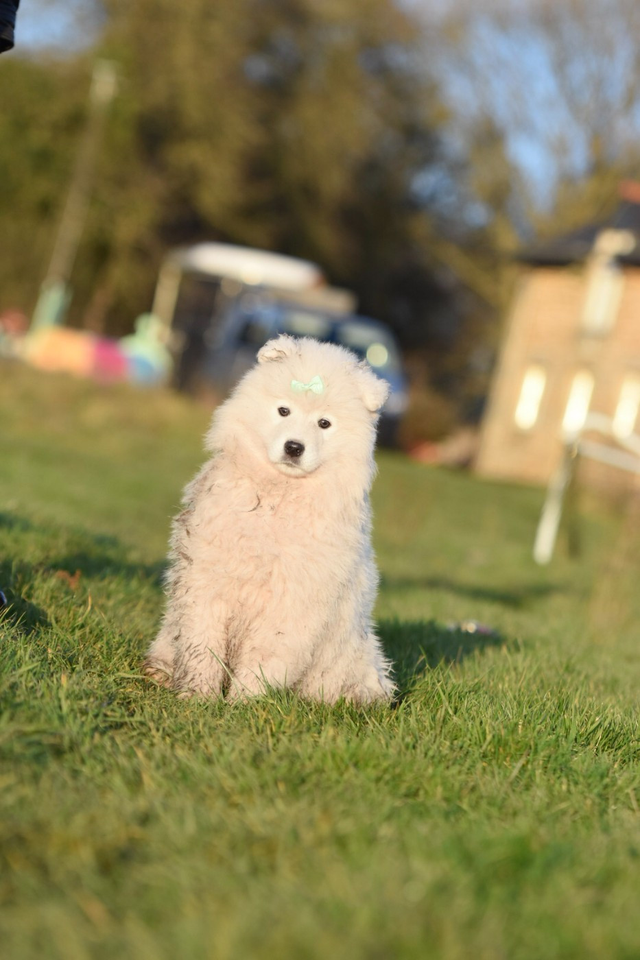 Cali - Chiots disponibles - Samoyède