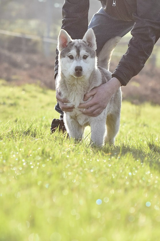 Cali - Chiots disponibles - Siberian Husky
