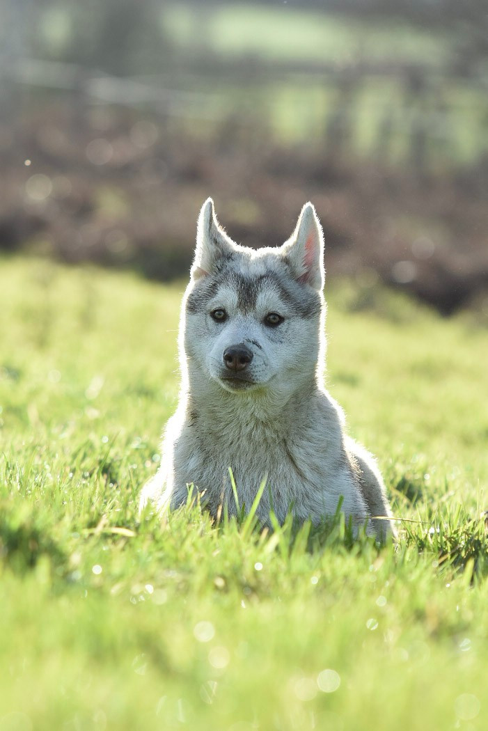 Cali - Chiots disponibles - Siberian Husky