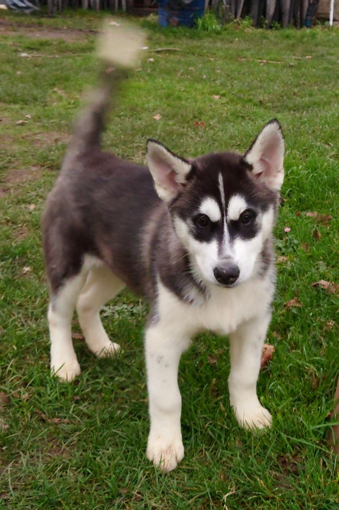 Cali - Siberian Husky - Portée née le 01/11/2021