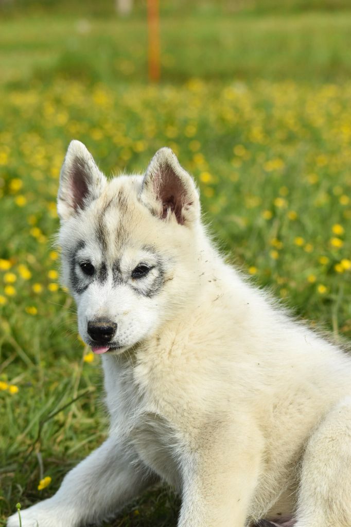 Cali - Chiots disponibles - Siberian Husky