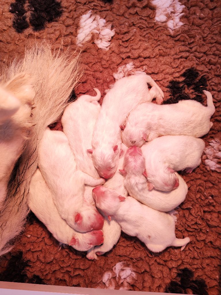 Chiot Samoyède Cali