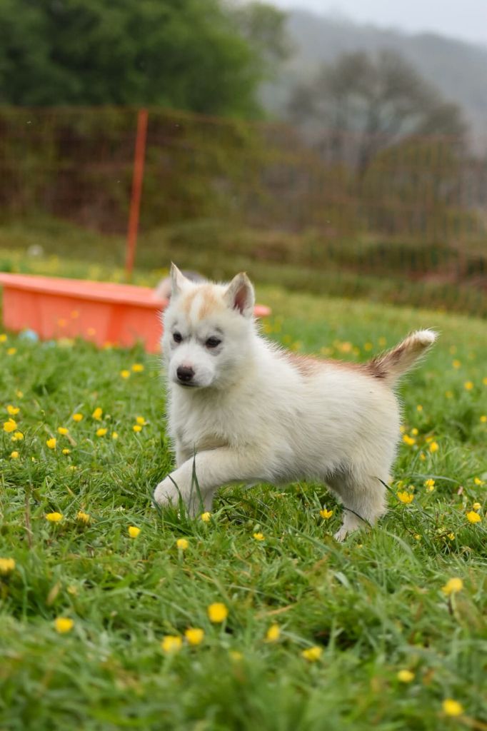 Cali - Chiots disponibles - Siberian Husky