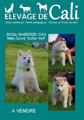 Skoll