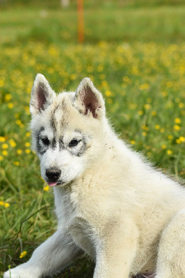 CHIOT