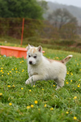 CHIOT