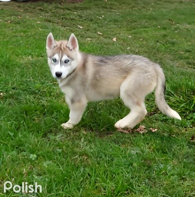 CHIOT