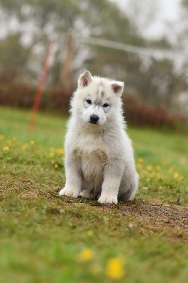 CHIOT