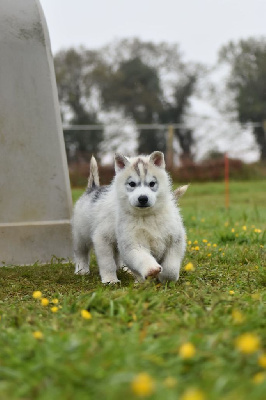 CHIOT
