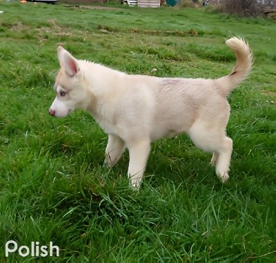 CHIOT