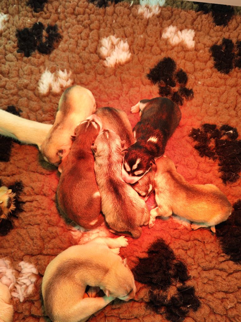 Chiot Siberian Husky Cali