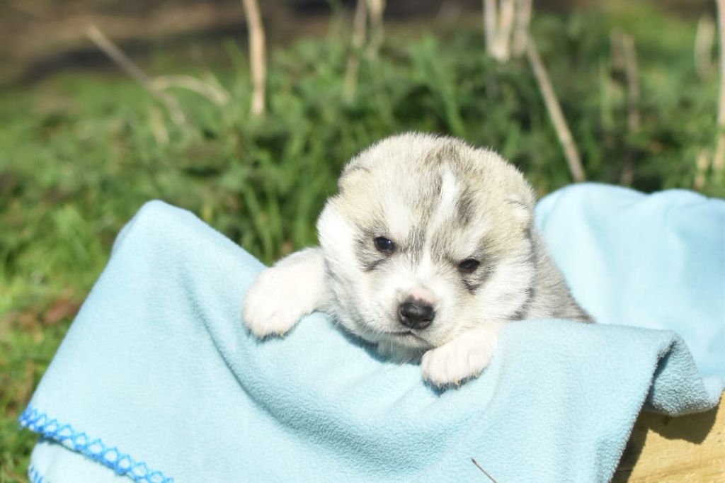 Cali - Chiots disponibles - Siberian Husky